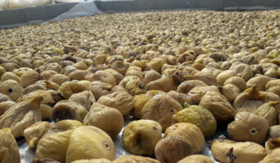 Egeli ihracatçıların kuru incir seferberliği